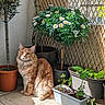Tempo a rejoint le concours — aidez-le/la à gagner de superbes lots ! animal, cat, cookware, daisy, flower, garden, geranium, herbal, herbs, indoors, jar, nature, outdoors, pet, plant, planter, pot, pottedplant, pottery, vase