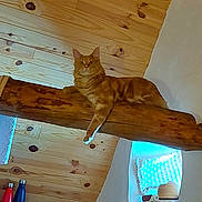 Tempo participe au concours pour gagner de l'argent avec cette photo : abyssinian, animal, architecture, bed, building, cat, furniture, hardwood, housing, indoors, interiordesign, livingroom, lumber, pet, plywood, room, stainedwood, window, wood, woodpanels