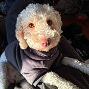 Milo joined the competition — help win amazing prizes! dog, white_dog, curly_fur, pet, hoodie, clothing, indoor, cozy, cute, animal, canine, fur, portrait, looking_up, eyes, nose, paw, relaxed, warm_light, soft_texture