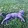 Remington