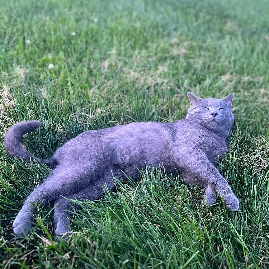 Remington