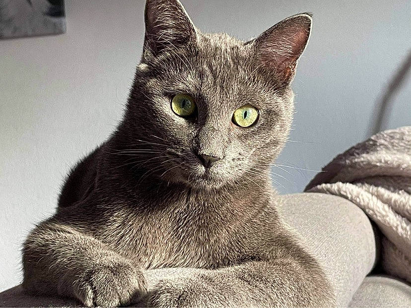 Yoko a rejoint le concours — aidez-le/la à gagner de superbes lots ! carnivore, cat, domestic_short_haired_cat, felidae, fur, grey, small_to_medium_sized_cats, snout, terrestrial_animal, whiskers, window
