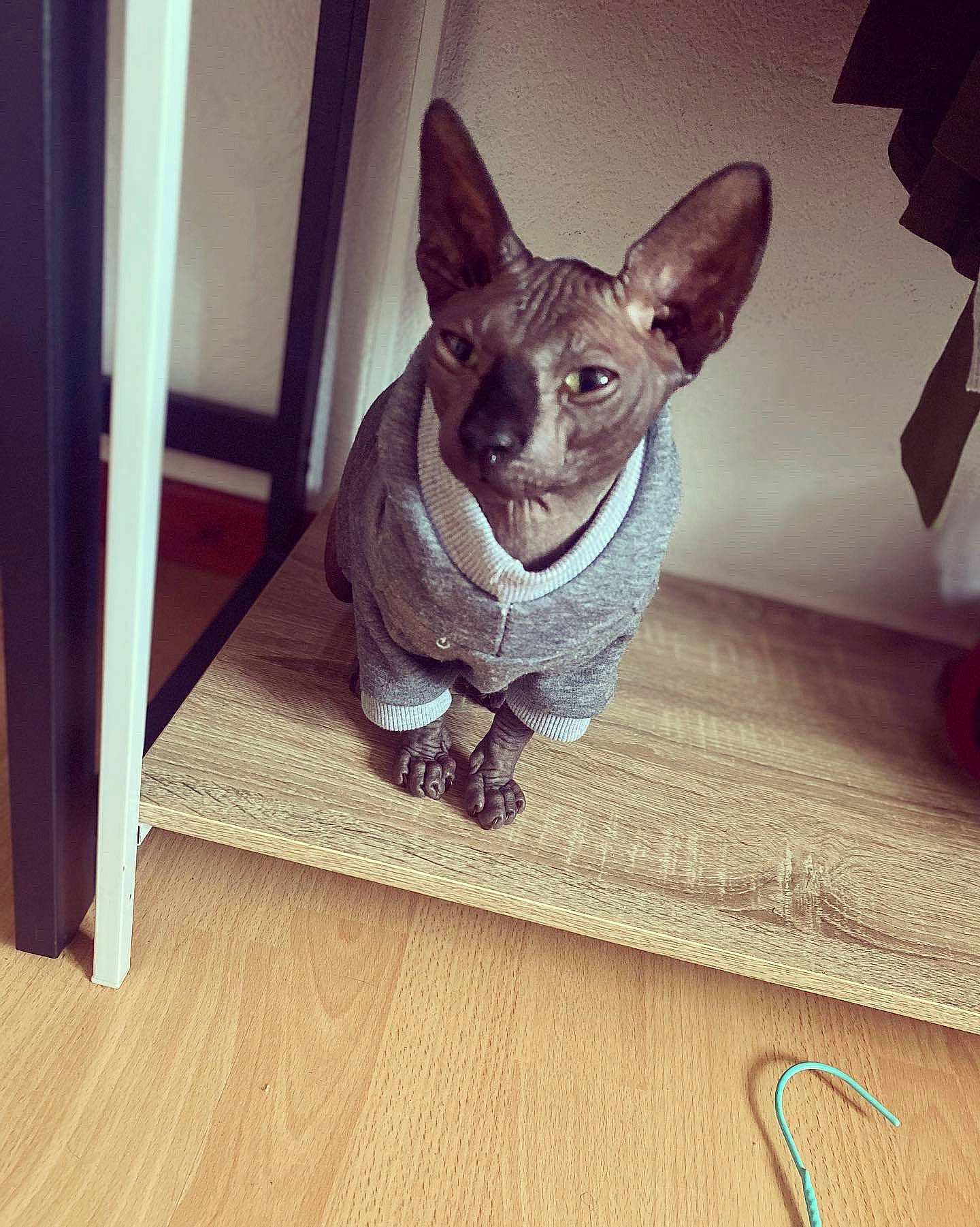 Seth participe au concours pour gagner de l'argent avec cette photo : canidae, carnivore, comfort, companion_dog, dog, dog_breed, ear, fawn, felidae, floor, flooring, grey, hardwood, small_to_medium_sized_cats, snout, tail, toy_dog, whiskers, wood, working_animal