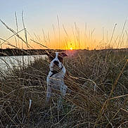 Apollo a rejoint le concours — aidez-le/la à gagner de superbes lots ! dog, sunset, river, grass, nature, outdoor, animal, sky, evening, landscape, pet, field, wildlife, peaceful, scenic, brown, white, collar, quiet, calm