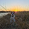 dog, sunset, river, grass, nature, outdoor, animal, sky, evening, landscape, pet, field, wildlife, peaceful, scenic, brown, white, collar, quiet, calm
