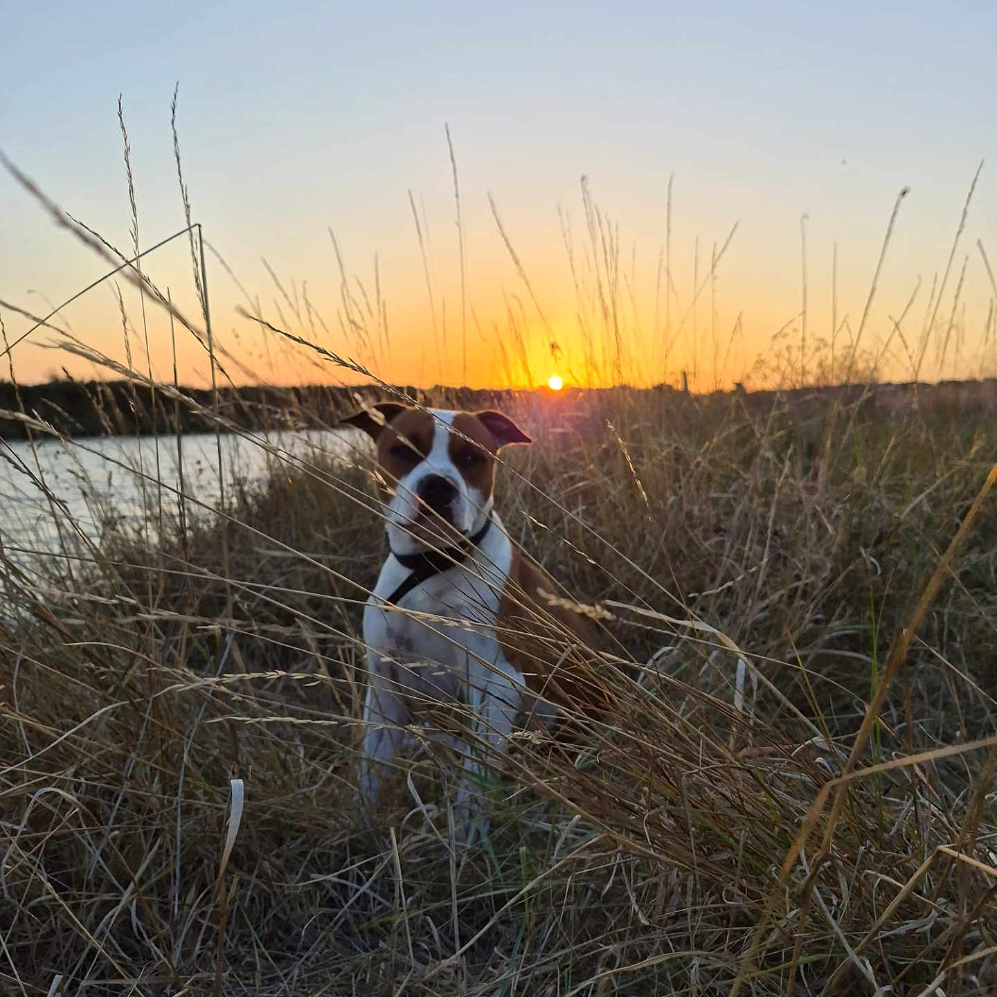 Apollo a rejoint le concours — aidez-le/la à gagner de superbes lots ! dog, sunset, river, grass, nature, outdoor, animal, sky, evening, landscape, pet, field, wildlife, peaceful, scenic, brown, white, collar, quiet, calm
