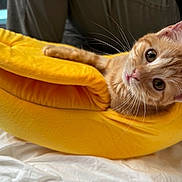 Bunny joined the competition — help win amazing prizes! kitten, cat, orange_tabby, yellow, banana_hammock, pet, cute, cozy, indoor, fur, whiskers, animal, sleeping_spot, playful, closeup, soft, resting, bed, curious, young_cat