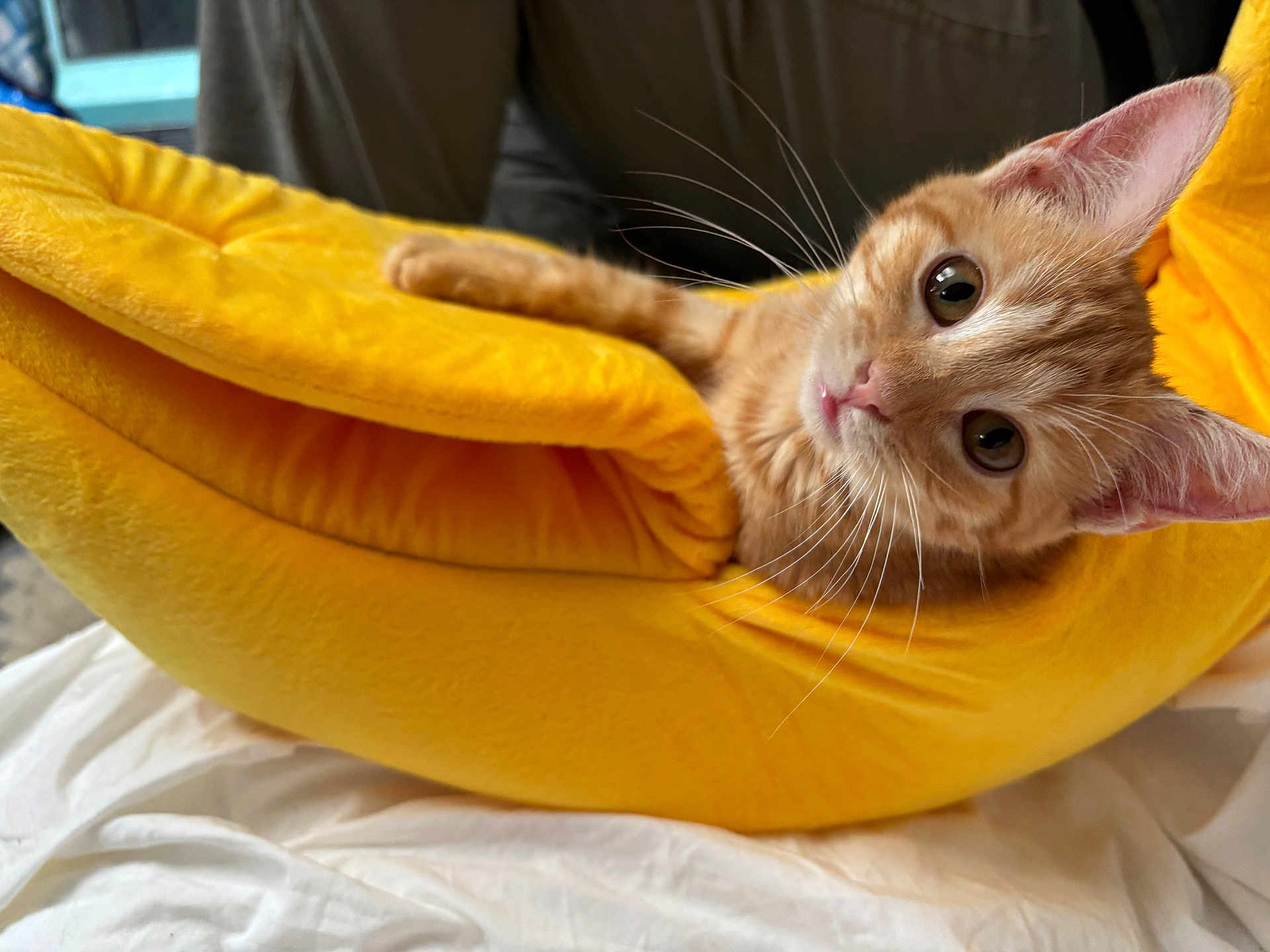Bunny joined the competition — help win amazing prizes! kitten, cat, orange_tabby, yellow, banana_hammock, pet, cute, cozy, indoor, fur, whiskers, animal, sleeping_spot, playful, closeup, soft, resting, bed, curious, young_cat