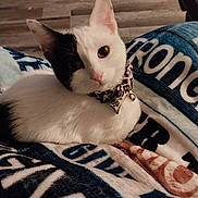 Dottie joined the competition — help win amazing prizes! cat, black_and_white, pet, feline, collar, bell, blanket, indoor, cute, animal, fur, whiskers, ears, resting, looking, close_up, domestic, cozy, soft, comfort