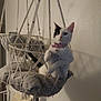 cat, hanging_chair, macrame, indoor, pet, feline, collar, pink_collar, white_cat, black_and_white, relaxed, rope, cushion, home, wall, decor, furniture, cute, animal, resting