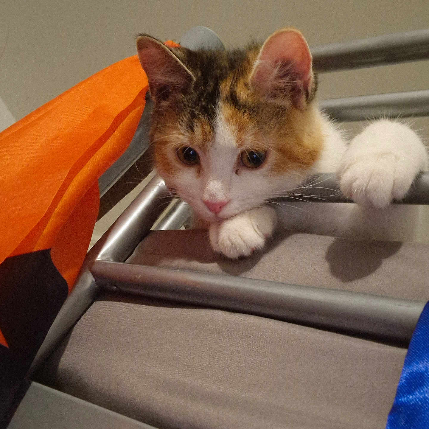 Nala a rejoint le concours — aidez-le/la à gagner de superbes lots ! abyssinian, accessories, angora, animal, architecture, bag, bed, bunkbed, cat, chair, couch, cushion, furniture, homedecor, kitten, manx, person, pet, sleeping, strap