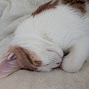 Carmel participe au concours pour gagner de l'argent avec cette photo : animal, blanket, brown, cat, closeup, cozy, cute, ear, fur, indoor, nap, paw, peaceful, pet, relaxation, resting, sleeping, soft, whiskers, white
