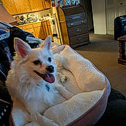 Snowball is registered to the contest to win money with this photo: animal, carpet, comfortable, cozy, cute, dog, domestic, dresser, ears_up, fur, home, household_items, indoor, living_room, pet_bed, relaxed, smiling, tongue_out, white_dog, wooden_cabinet