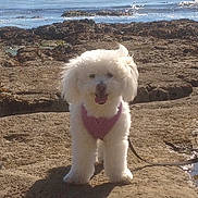 Lola joined the competition — help win amazing prizes! dog, white_dog, fluffy, harness, leash, rocky_terrain, ocean, water, outdoor, sunny, pet, animal, happy, tongue_out, nature, coast, summer, walking, canine, daytime