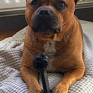 Nivens participe au concours pour gagner de l'argent avec cette photo : dog, brown_dog, pet, indoor, cushion, toy, bone_toy, wooden_floor, radiator, paw, chewed_toy, looking, animal, domestic, resting, close_up, mammal, companion, cute, canine