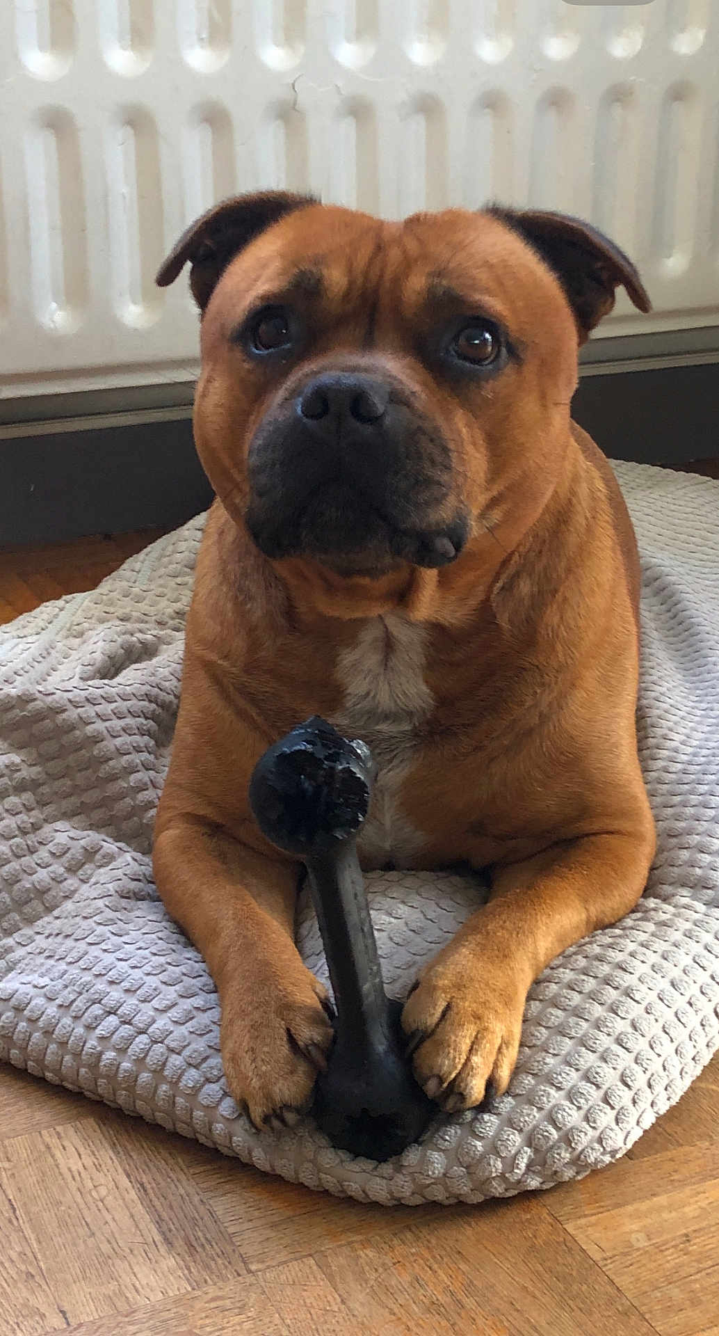 Nivens participe au concours pour gagner de l'argent avec cette photo : dog, brown_dog, pet, indoor, cushion, toy, bone_toy, wooden_floor, radiator, paw, chewed_toy, looking, animal, domestic, resting, close_up, mammal, companion, cute, canine