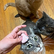 Stormy joined the competition — help win amazing prizes! cat, cats, hand, wooden_floor, gray_cat, orange_cat, curious, pet, indoor, whiskers, closeup, feline, domestic_animal, playful, looking_up, floor, pink_object, three_animals, animal_group, companions