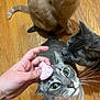 cat, cats, hand, wooden_floor, gray_cat, orange_cat, curious, pet, indoor, whiskers, closeup, feline, domestic_animal, playful, looking_up, floor, pink_object, three_animals, animal_group, companions