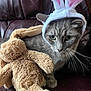 Stormy is registered to the contest to win money with this photo: cat, gray_cat, bunny_ears, headband, plush_toy, stuffed_animal, bunny_toy, leather_couch, indoor, pet, whiskers, ears, animal, cute, soft_toy, side_view, fur, closeup, domestic_cat, curious