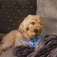 Baxter is registered to the contest to win money with this photo: dog, golden_dog, fluffy, small_dog, pet, animal, portrait, indoors, couch, blanket, cushion, harness, blue_harness, brown_fur, long_hair, cute, sitting, lying_down, head_tilt, cozy
