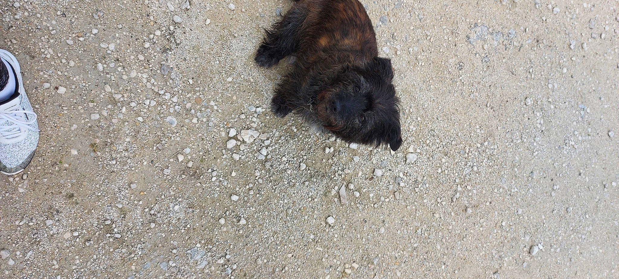 Coockie participe au concours pour gagner de l'argent avec cette photo : asphalt, canidae, carnivore, claw, concrete, dog_breed, foot, fur, paw, road_surface, shadow, snout, soil, sporting_group, tail, terrestrial_animal
