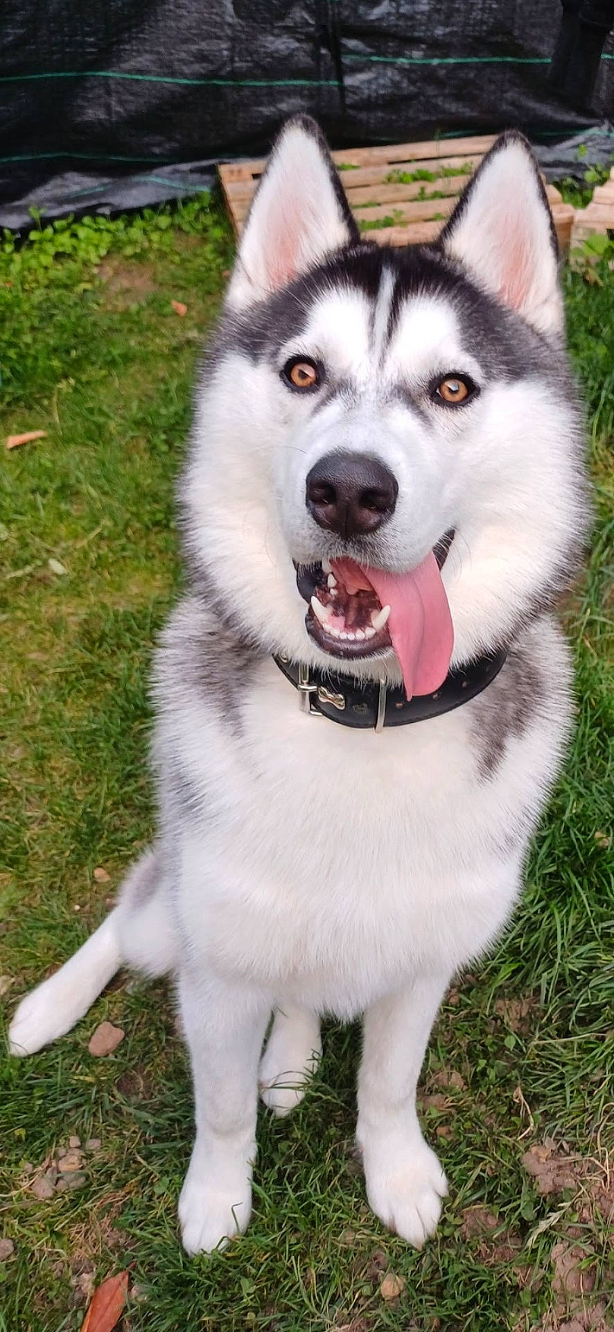 Guts participe au concours pour gagner de l'argent avec cette photo : animal, backyard, ball, bodypart, canine, dog, eskimodog, football, grass, husky, mouth, nature, outdoors, person, pet, plant, puppy, soccer, soccerball, sport