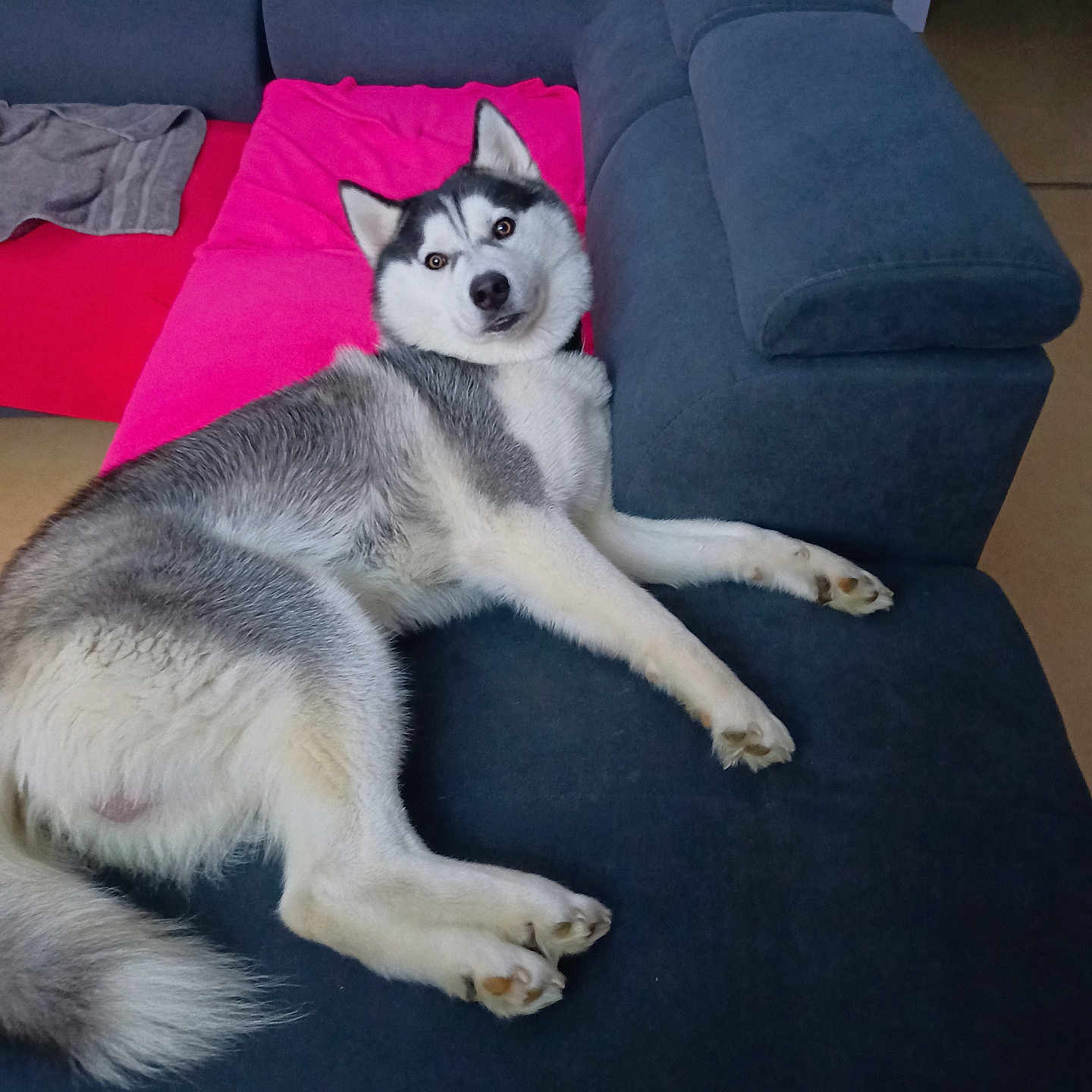 Guts participe au concours pour gagner de l'argent avec cette photo : animal, architecture, armchair, building, canine, cat, chair, couch, cushion, dog, eskimodog, furniture, homedecor, husky, indoors, interiordesign, livingroom, pet, puppy, room
