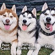 Guts a rejoint le concours — aidez-le/la à gagner de superbes lots ! animal, canine, collar, cute, dog, ears, family, friendship, fur, grass, happy, husky, nature, outdoor, pet, portrait, sitting, smiling, three, tongue_out