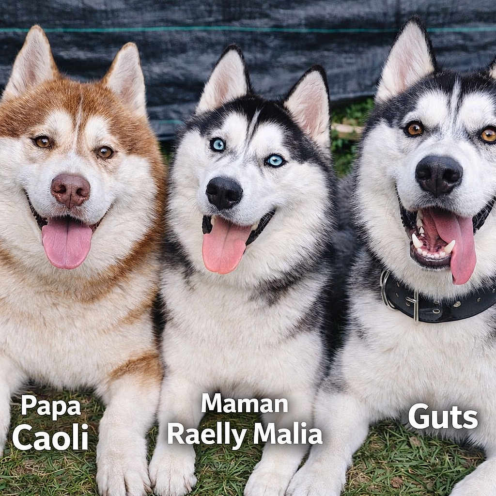 Guts a rejoint le concours — aidez-le/la à gagner de superbes lots ! animal, canine, collar, cute, dog, ears, family, friendship, fur, grass, happy, husky, nature, outdoor, pet, portrait, sitting, smiling, three, tongue_out