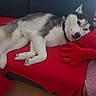 Guts a rejoint le concours — aidez-le/la à gagner de superbes lots ! animal, black_and_white, companion, couch, cozy, dog, domestic, ears, fur, husky, indoor, lying_down, paw, pet, plush_pillow, red_blanket, red_pillow, relaxed, resting, snout