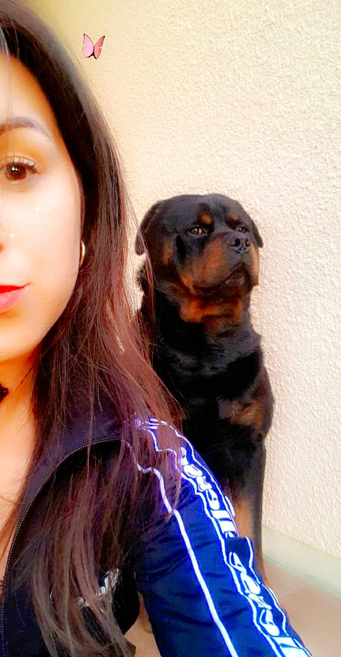 Bagdad participe au concours pour gagner de l'argent avec cette photo : canidae, carnivore, companion_dog, dog, dog_breed, fawn, puppy, puppy_love, rottweiler, sporting_group