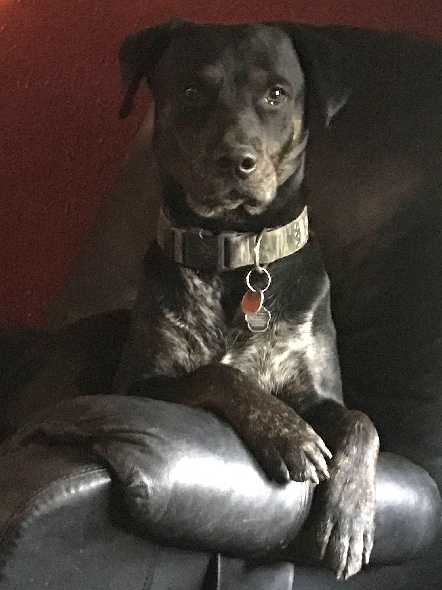 Ruford is registered to the contest to win money with this photo: borador, canidae, carnivore, collar, comfort, companion_dog, dog, dog_breed, dog_collar, fawn, gun_dog, monochrome, monochrome_photography, non_sporting_group, pet_supply, sitting, snout, sporting_group, whiskers, working_animal