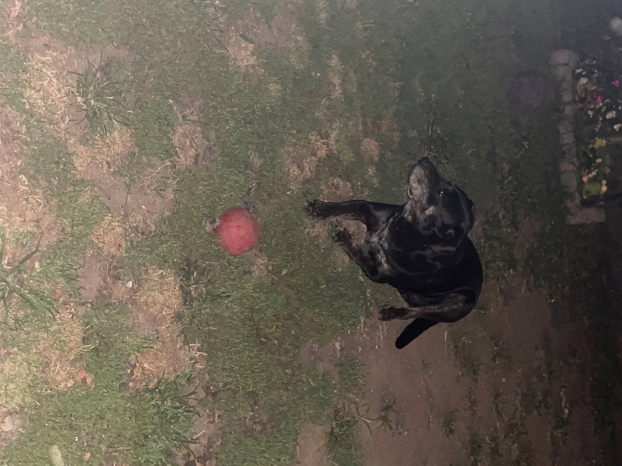 Ruford joined the competition — help win amazing prizes! asphalt, ball, darkness, fun, grass, illustration, landscape, leaf, people_in_nature, personal_protective_equipment, recreation, reflection, shadow, sitting, soil, tints_and_shades, vertebrate, visual_arts