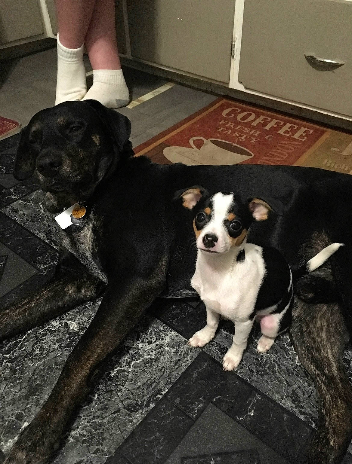 Ruford joined the competition — help win amazing prizes! black, canidae, carnivore, companion_dog, dog, dog_breed, fawn, floor, flooring, fur, human_leg, knee, sock, sporting_group, tail, thigh, vertebrate, whiskers, white, working_animal