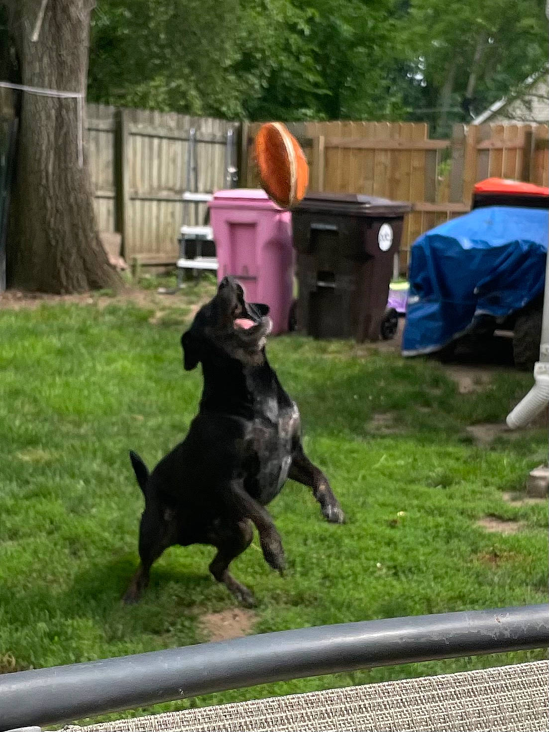 Ruford joined the competition — help win amazing prizes! animal_sports, canidae, carnivore, chair, companion_dog, dog, dog_breed, dog_collar, event, grass, guard_dog, gun_dog, hunting_dog, plant, recreation, sporting_group, tail, tree, working_animal, working_dog