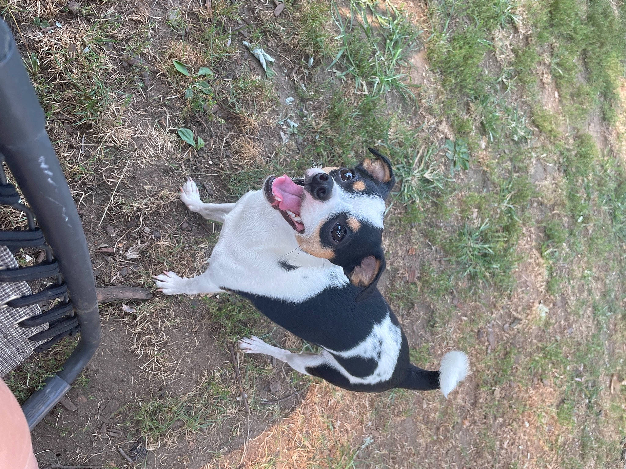 Fynn joined the competition — help win amazing prizes! boston_terrier, canidae, carnivore, collar, companion_dog, dog, dog_breed, dog_collar, dog_supply, fawn, fur, grass, leash, pet_supply, plant, snout, soil, sporting_group, tail, working_animal