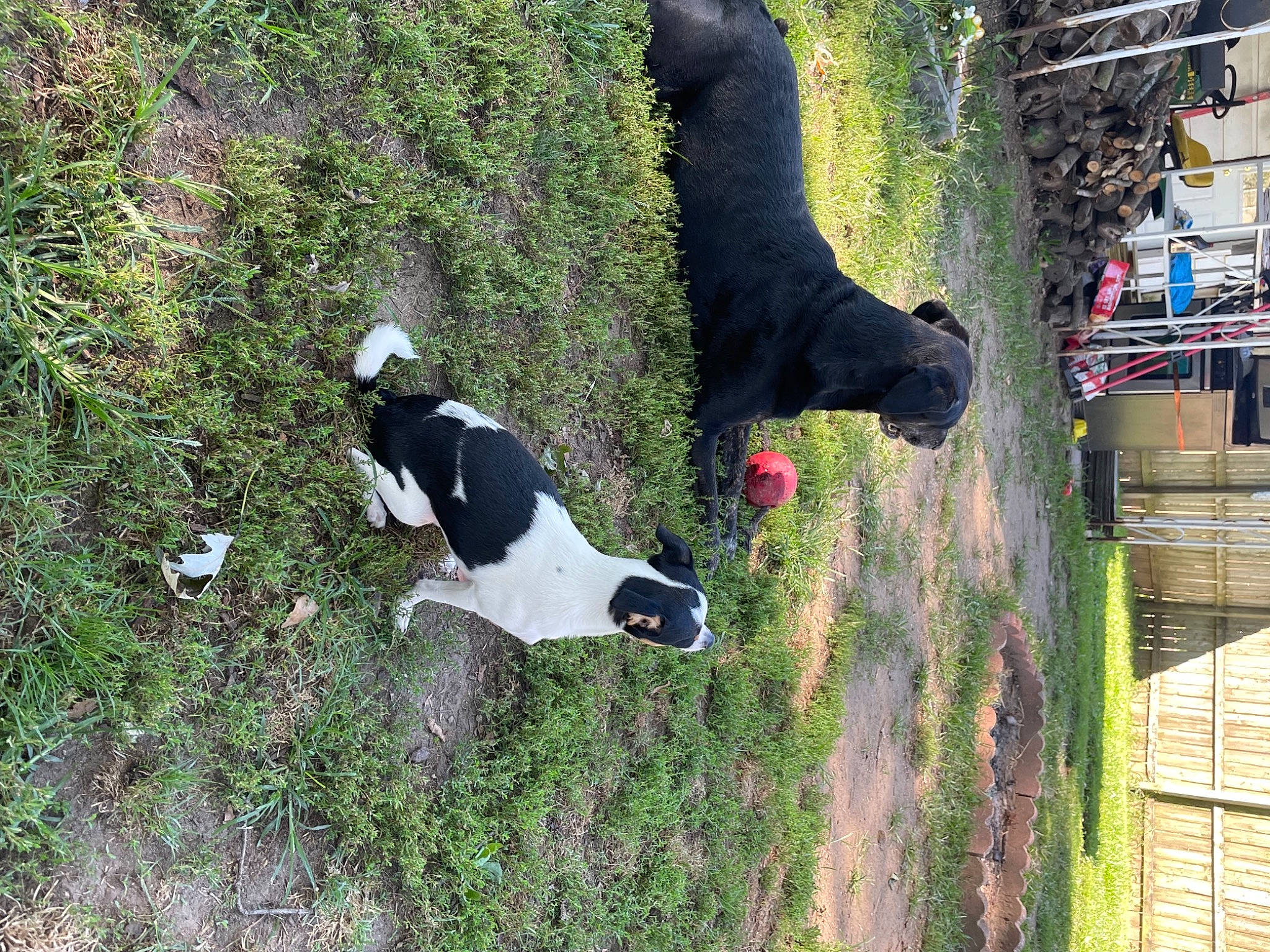 Fynn joined the competition — help win amazing prizes! canidae, carmine, carnivore, companion_dog, dog, dog_breed, fur, grass, groundcover, non_sporting_group, plant, shrub, sporting_group, tail, tree