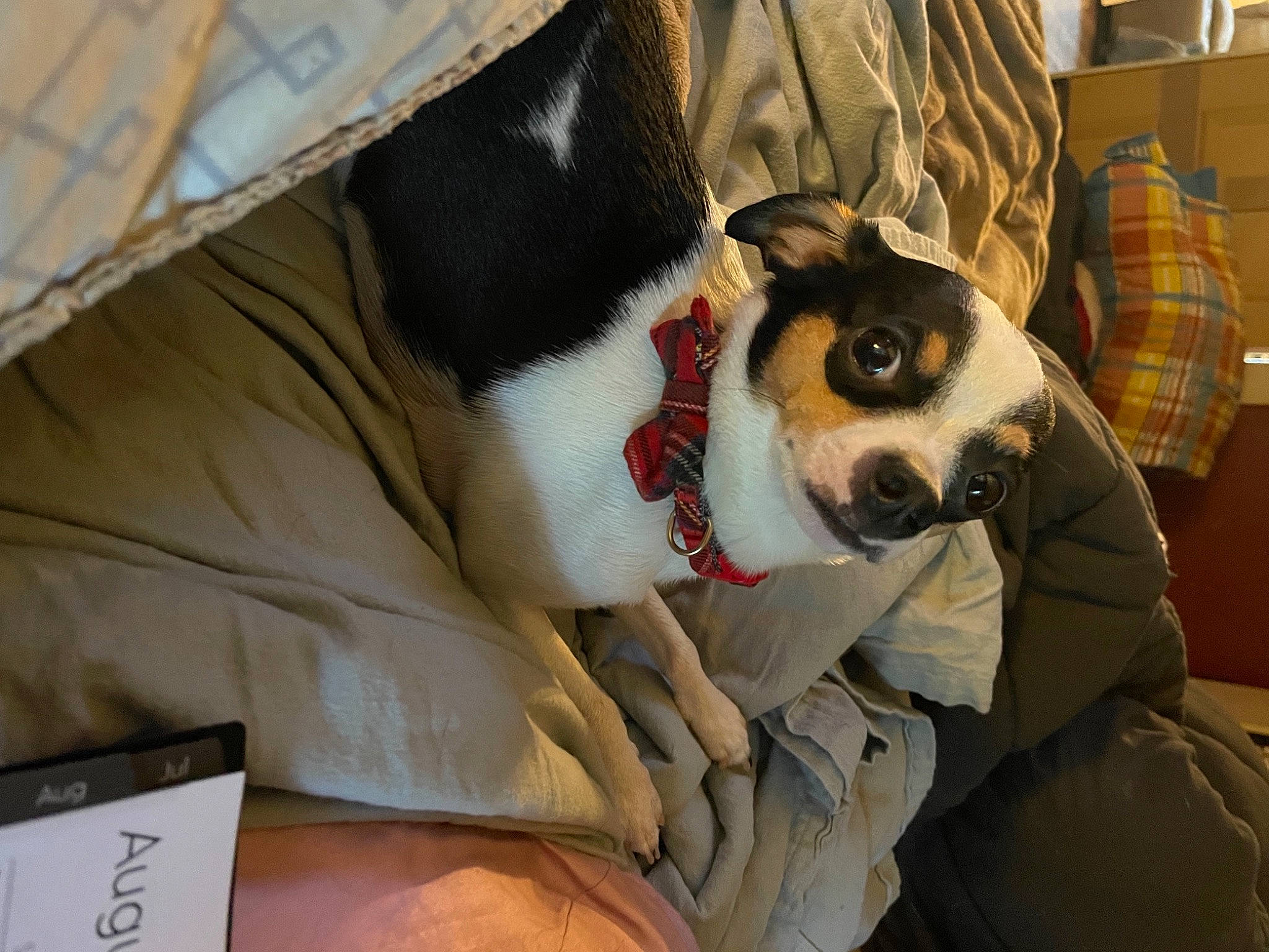 Fynn joined the competition — help win amazing prizes! bag, canidae, carnivore, comfort, companion_dog, couch, dog, dog_breed, fawn, felidae, fur, linens, luggage_and_bags, plaid, small_to_medium_sized_cats, snout, sporting_group, tartan, whiskers, working_animal