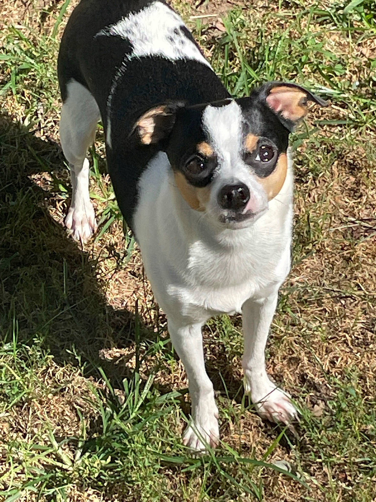 Fynn is registered to the contest to win money with this photo: canidae, carnivore, companion_dog, dog, dog_breed, fawn, grass, plant, snout, sporting_group, tail, terrestrial_animal, terrier, whiskers, working_animal, working_dog