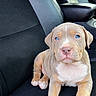animal, black, blue_eyes, car_seat, companion, cute, dog, ears, front_paws, fur, indoor, leather, looking_at_camera, nose, pet, portrait, puppy, sitting, whiskers, young