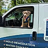 Tyson joined the competition — help win amazing prizes! daylight, dog, front_seat, greenery, happy, harness, nature, outdoor, parked, pet, puppy, service_vehicle, signage, text, tongue_out, transport, trees, van, vehicle, window