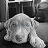 animal, black_and_white, blue_eyes, car_interior, close_up, cute, dog, domestic_animal, ears, head, indoor, looking_up, lying_down, paw, pet, portrait, puppy, seat, soft_texture, young