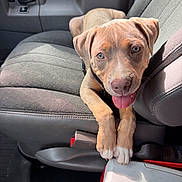Tyson is registered to the contest to win money with this photo: brown_fur, canine, car_seat, closeup, companion, cute, dog, domestic_animal, happy, interior, leather, pet, playful, puppy, seatbelt, sunlight, tongue_out, vehicle, white_paws, young_dog