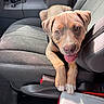 brown_fur, canine, car_seat, closeup, companion, cute, dog, domestic_animal, happy, interior, leather, pet, playful, puppy, seatbelt, sunlight, tongue_out, vehicle, white_paws, young_dog