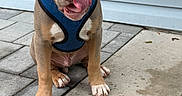 Tyson is registered to the contest to win money with this photo: animal, blue_harness, brown_fur, close_up, cute, dog, ears_down, expression, muzzle, outdoor, pet, playful, puppy, sitting, stone_patio, tongue, tongue_out, wet_surface, white_paws, young_dog