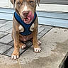 animal, blue_harness, brown_fur, close_up, cute, dog, ears_down, expression, muzzle, outdoor, pet, playful, puppy, sitting, stone_patio, tongue, tongue_out, wet_surface, white_paws, young_dog
