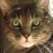 Elvis Presley is registered to the contest to win money with this photo: cat, close_up, curious, domestic_animal, ears, feline, fur, green_eyes, indoor, lighting, mouth, muzzle, nose, pet, portrait, reflection, stare, tabby, whisker_detail, whiskers