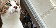 Boby a rejoint le concours — aidez-le/la à gagner de superbes lots ! cat, indoor, window, curious, green_eyes, refrigerator, magnets, papers, white_fur, brown_fur, whiskers, close_up, pet, domestic_animal, looking_up, household, feline, portrait, light, wall