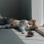 Boby participe au concours pour gagner de l'argent avec cette photo : cat, tabby, animal, pet, indoor, sunlight, shadow, pine_cone, floor, playful, stretching, paw, relaxing, whiskers, ears, fur, curious, light, corner, texture
