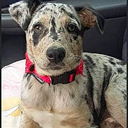 Sasha participe au concours pour gagner de l'argent avec cette photo : dog, puppy, spotted, red_collar, pet, animal, canine, indoor, blanket, car_interior, cute, young, fur, ears, nose, eyes, resting, mammal, companion, domestic